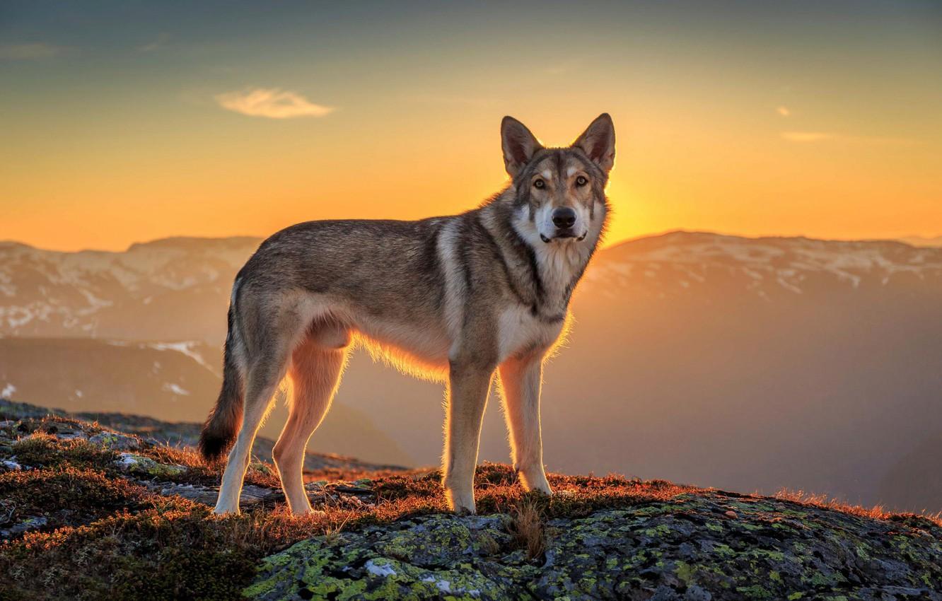 1332x850 Wallpaper look, the sun, landscape, each, dog, wolfdog image for desktop, section собаки