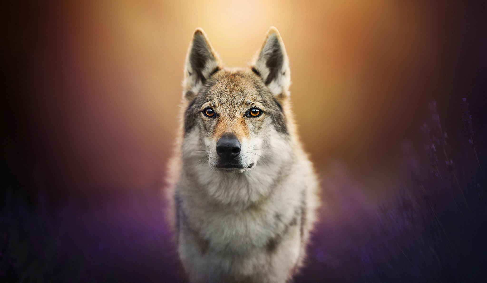 2048x1189 Wolf Dog, HD Animals, 4k Wallpaper, Image, Background, Photo and Picture