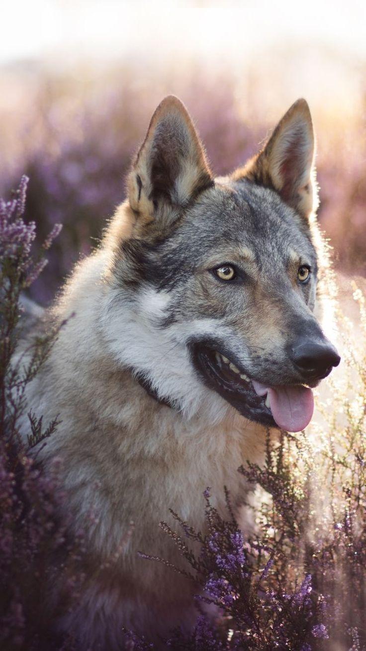 dog #therian in 2023  Wolf wallpaper, Dog wallpaper, Dogs