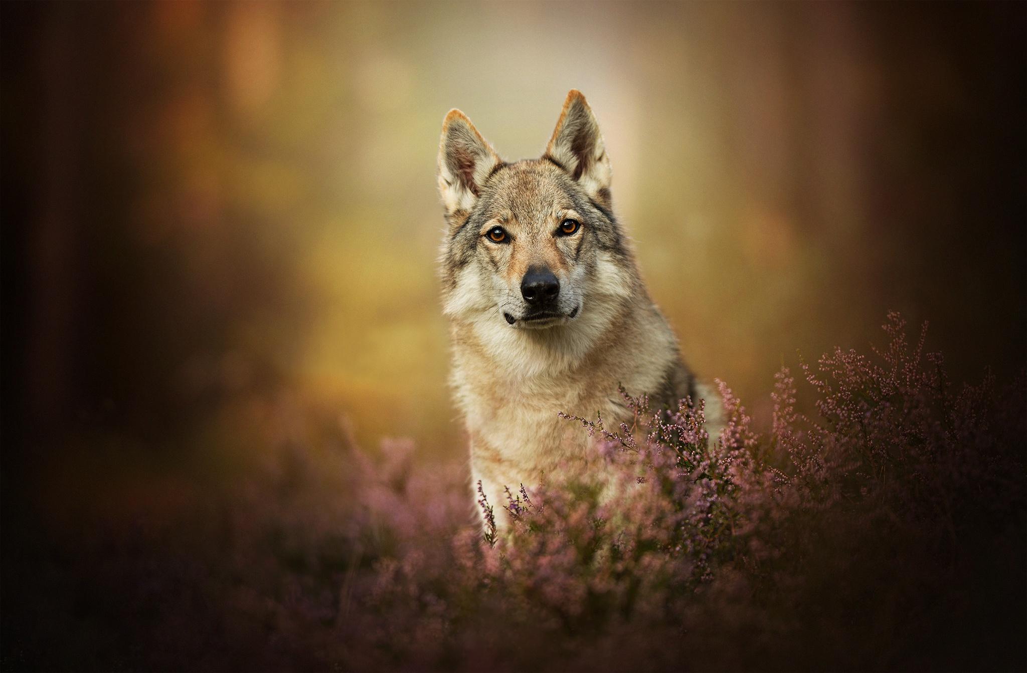 2048x1343 Wolfdog HD Wallpaper and Background
