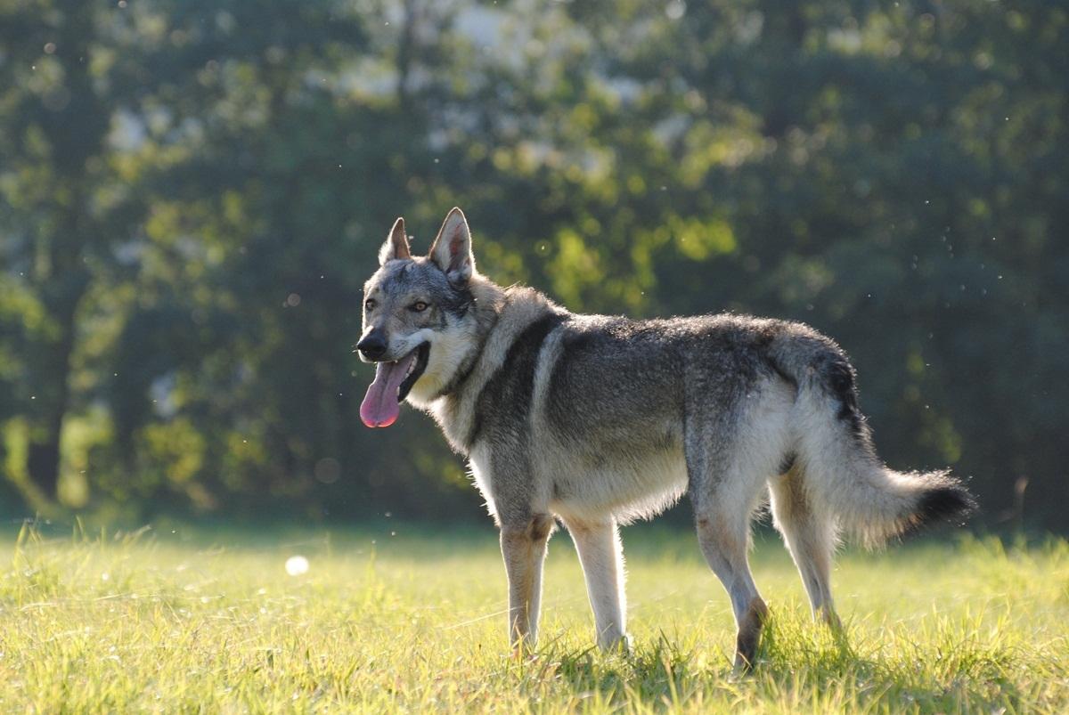 1200x803 Czechoslovakian Wolfdog Info, Temperament, Training, Puppies, Picture