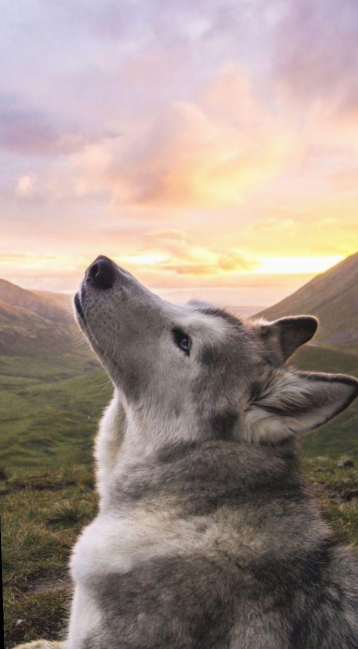 704x1274 Cute Puppies Wallpaper Siberian Huskies #miniensaiodiadascrianças #candy #ensaioinfantil. Wolf dog, Animals beautiful, Cute animals
