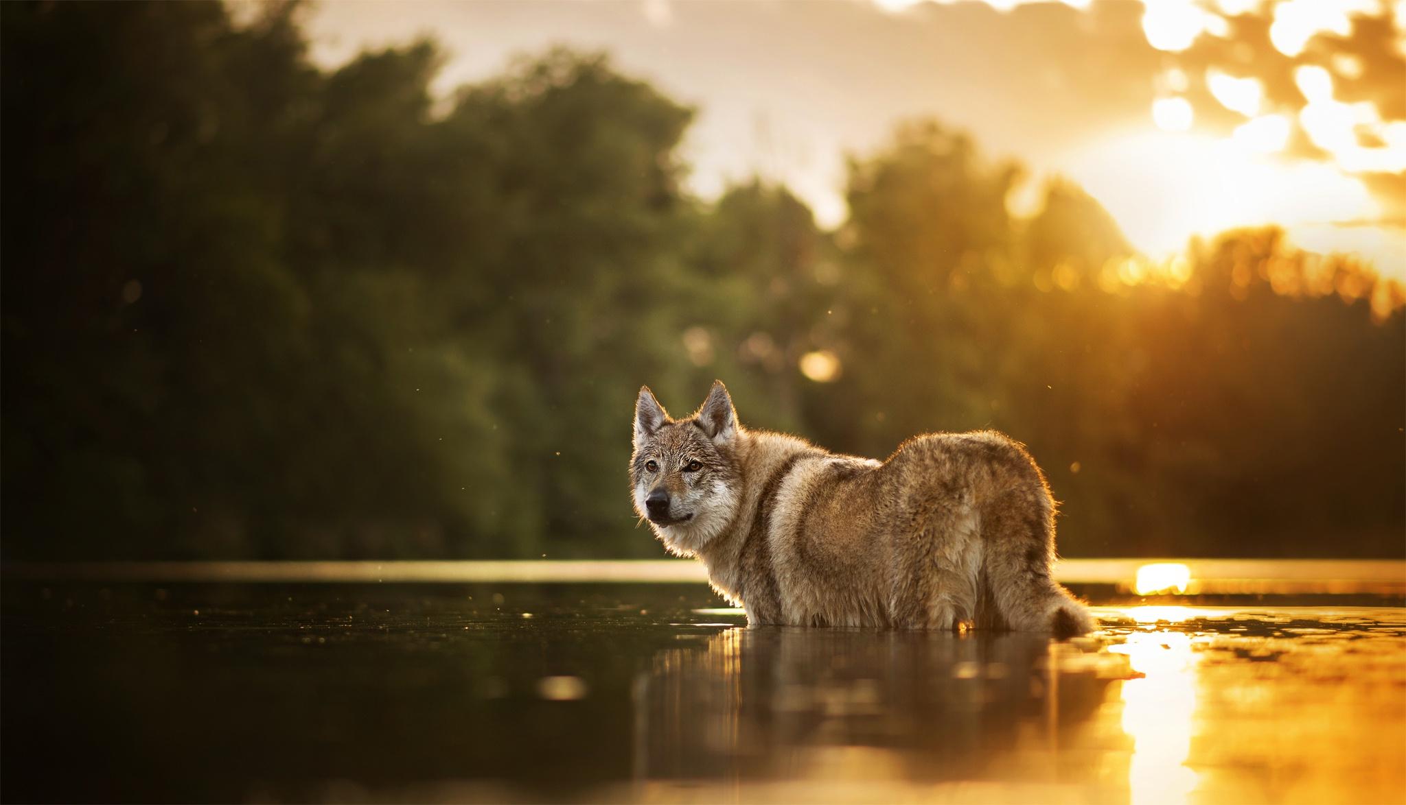2048x1174 Wolfdog HD Wallpaper and Background