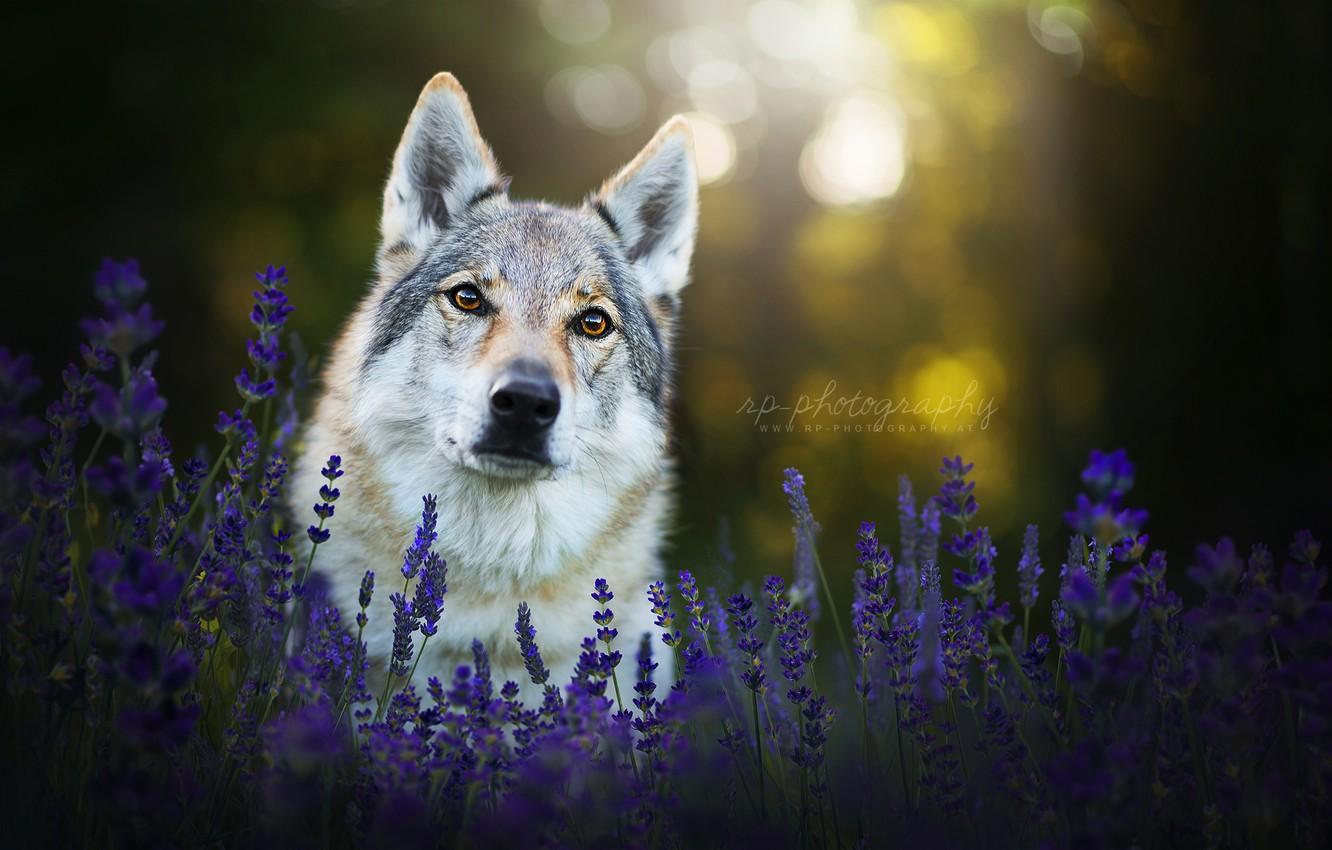 1332x850 Wallpaper look, face, flowers, dog, lavender, the Czechoslovakian Wolfdog image for desktop, section собаки