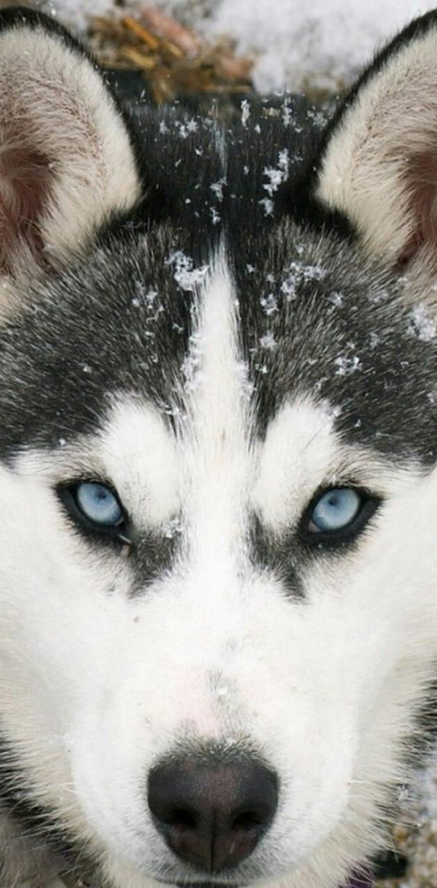 630x1280 Wolf dog wallpaper