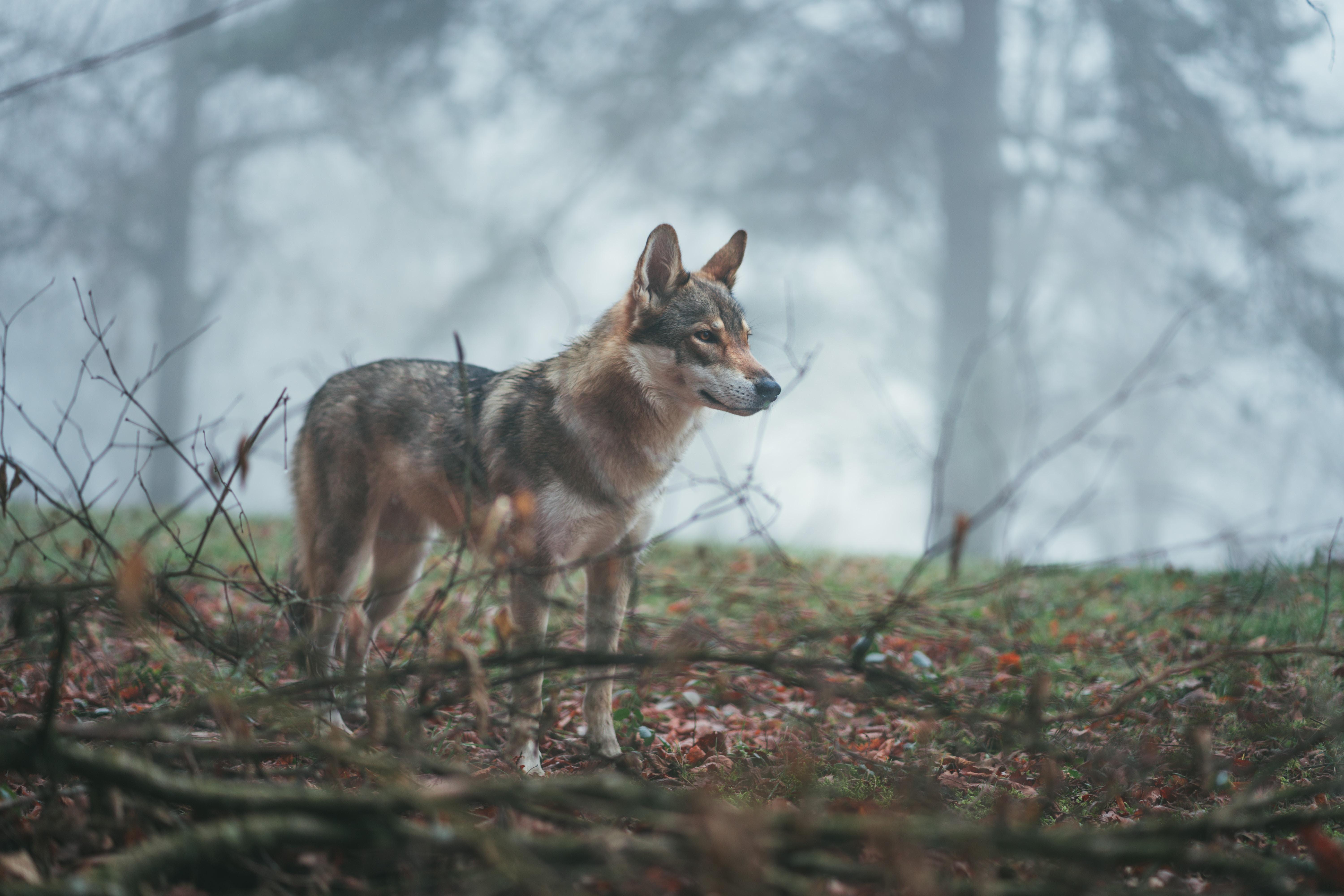 6000x4000 Download wallpaper 6000x4000 wolf, coyote, dog, forest, fog HD background