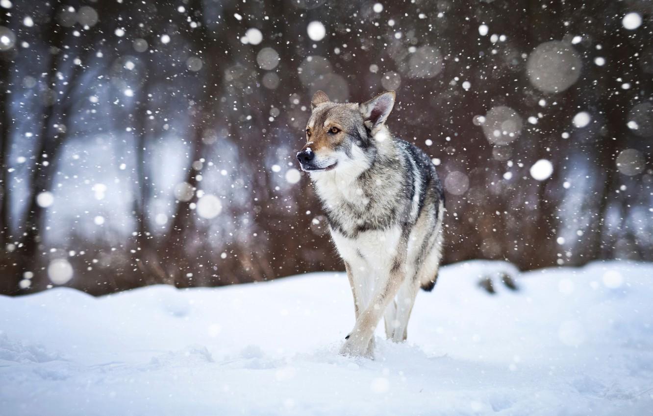 1332x850 Wallpaper snow, dog, Wolfdog image for desktop, section собаки