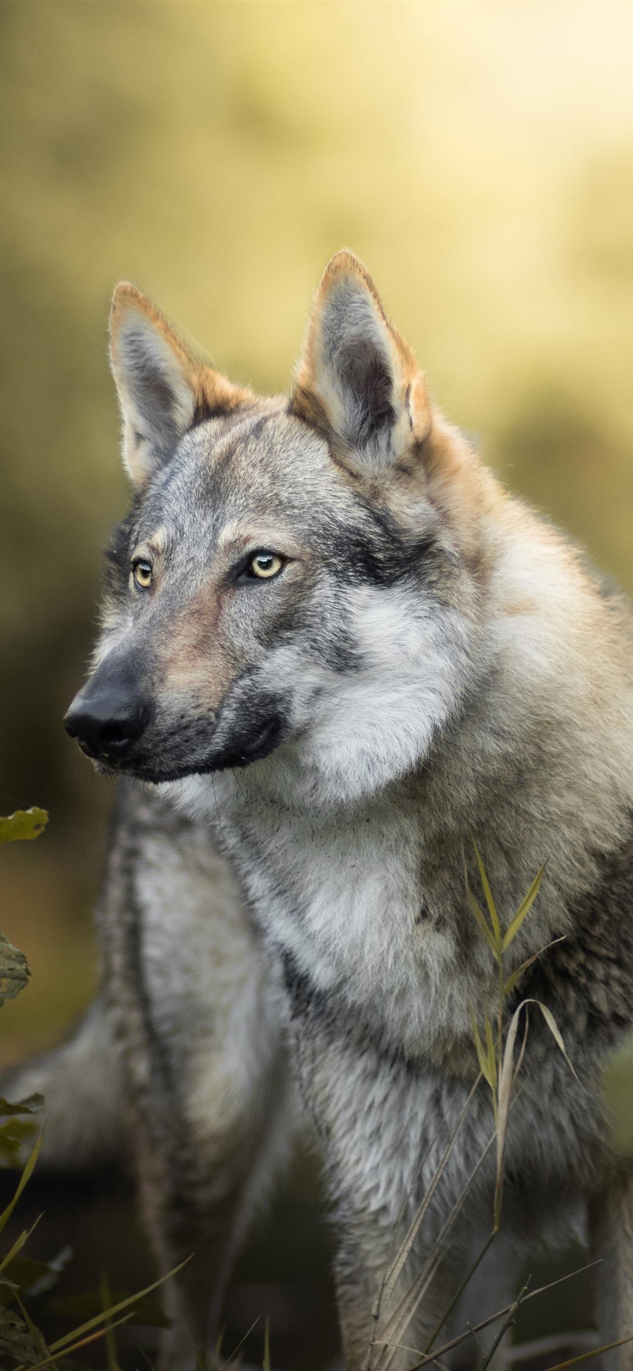 1242x2688 iPhone Wallpaper Wolf, Bushes, Leaves