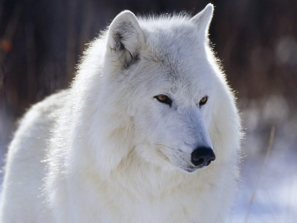 1024x768 AllDogbreeds.us Hybrid Wallpaper- # Dogs #Dogbreeds #Wolf Hybrid Wallpaper