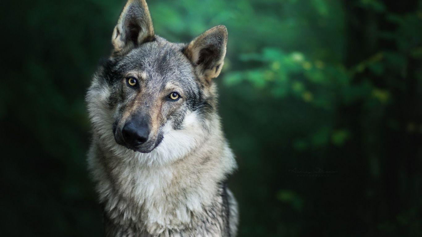 dog #therian in 2023  Wolf wallpaper, Dog wallpaper, Dogs