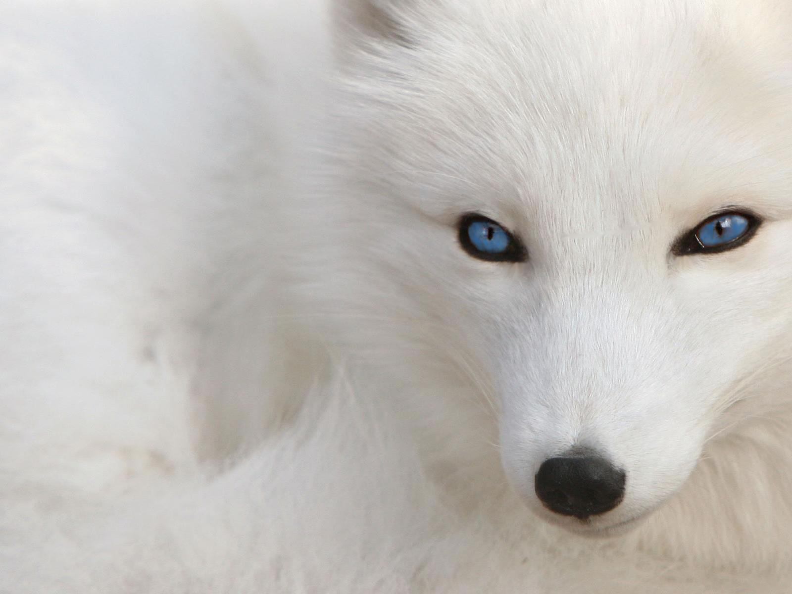 1600x1200 Free download white wolf dog HD wallpaper background HD white wolf dog HD dsktop [1600x1200] for your Desktop, Mobile & Tablet. Explore White HD Wallpaper. HD Black And White