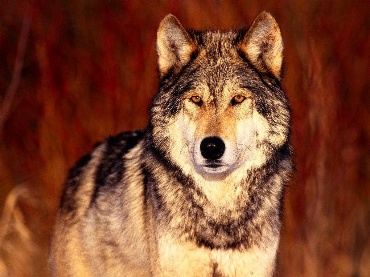 1200x900 Wolfdog wallpaper HD. Download Free background