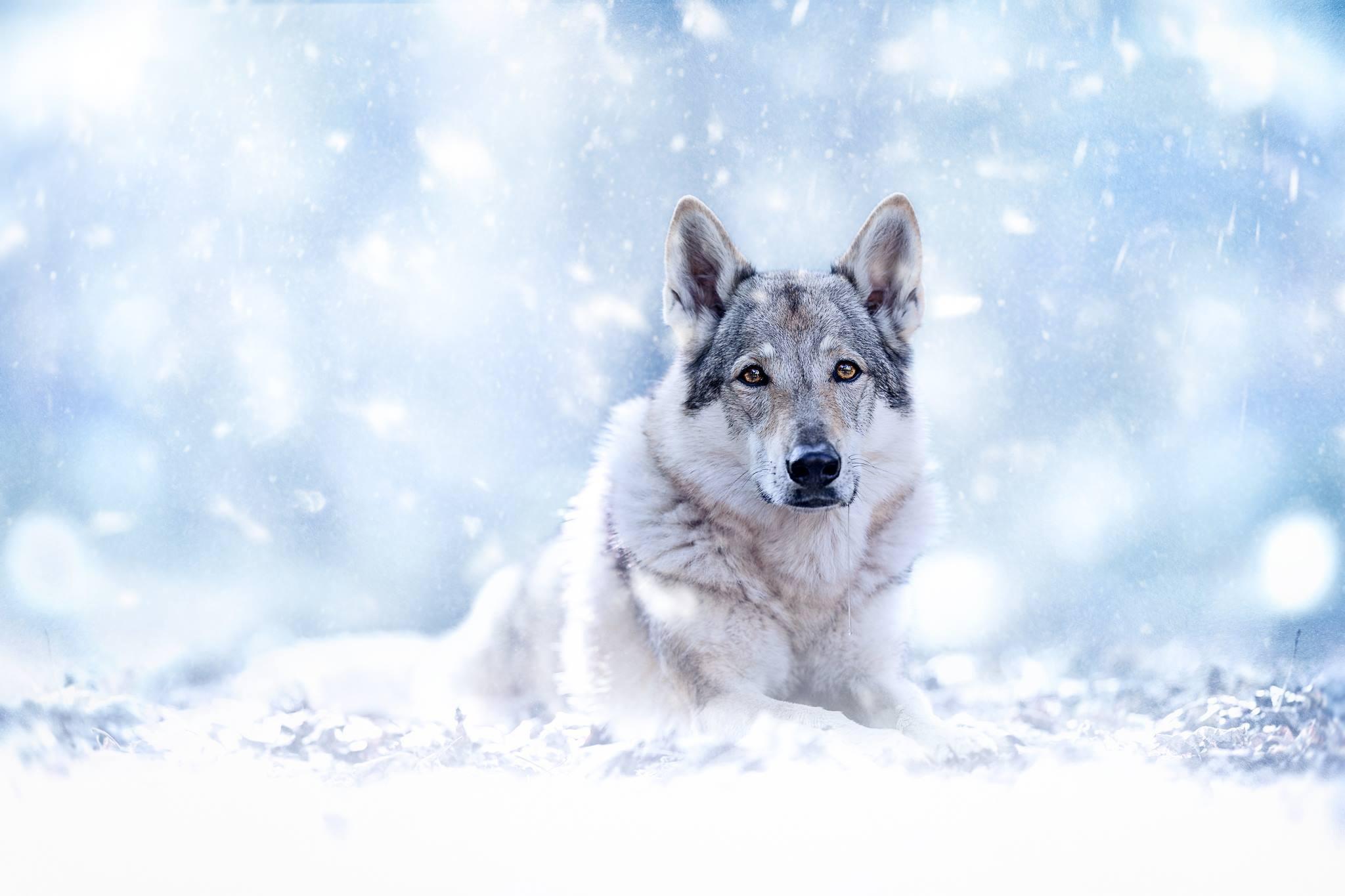 2048x1365 Wolfdog HD Wallpaper and Background
