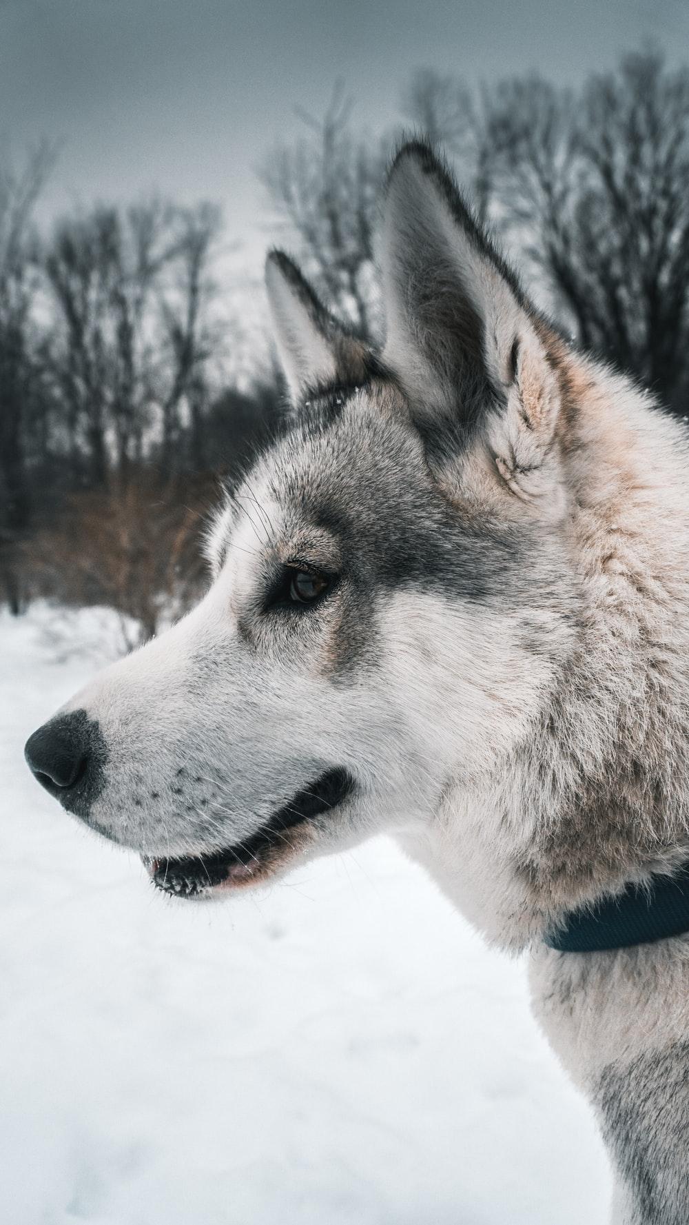 1000x1777 Wolf Dog Picture. Download Free Image