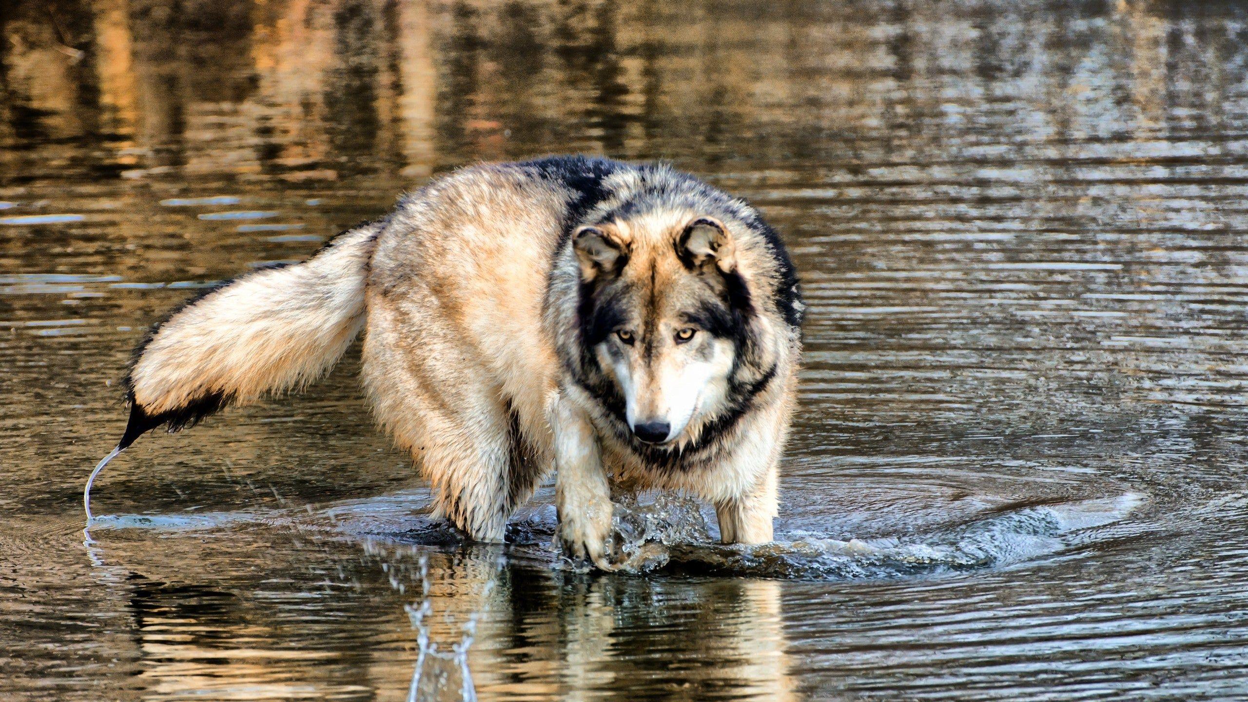 2560x1440 Wolf Walking on Water HD wallpaper. Wolf dog, Animals, Wolf wallpaper