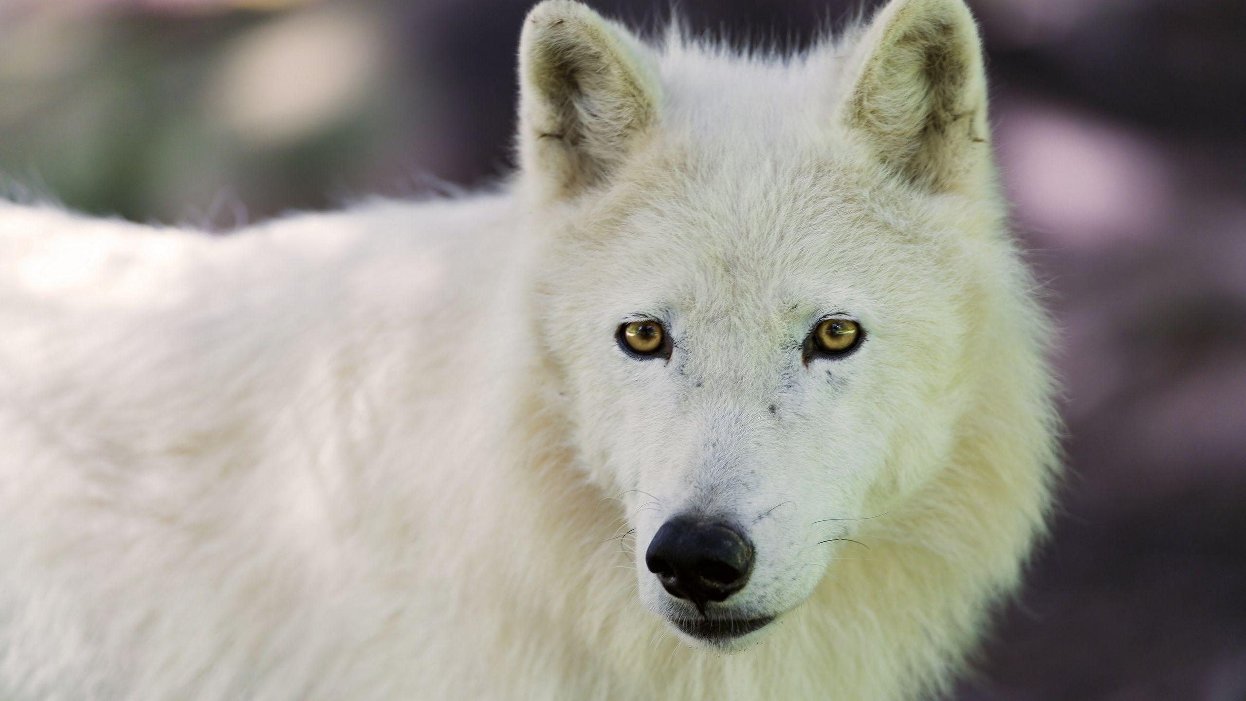 2560x1440 Download wallpaper 2560x1440 arctic wolf, dog, muzzle widescreen 16:9 HD background