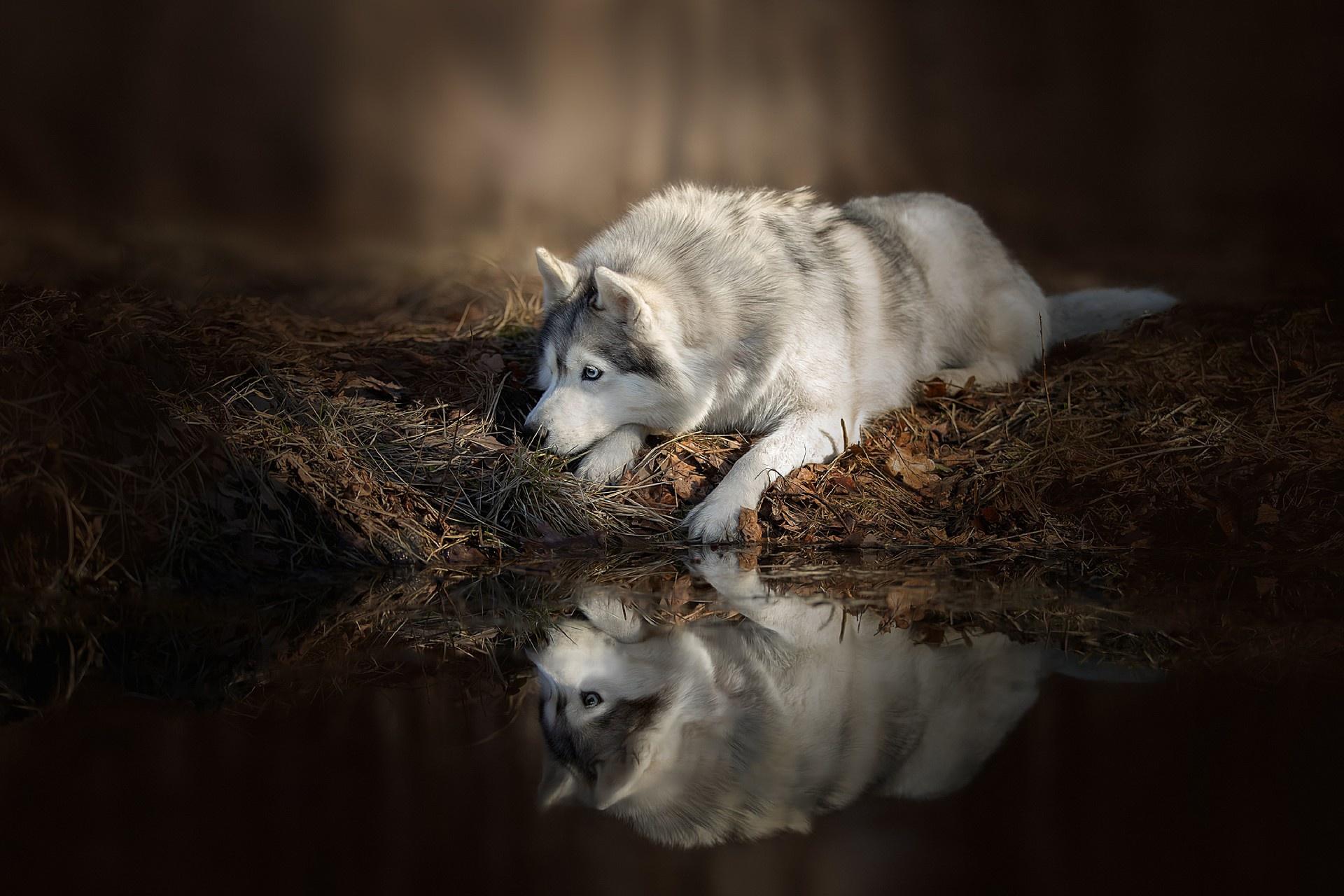 1920x1280 Wolfdog HD Wallpaper