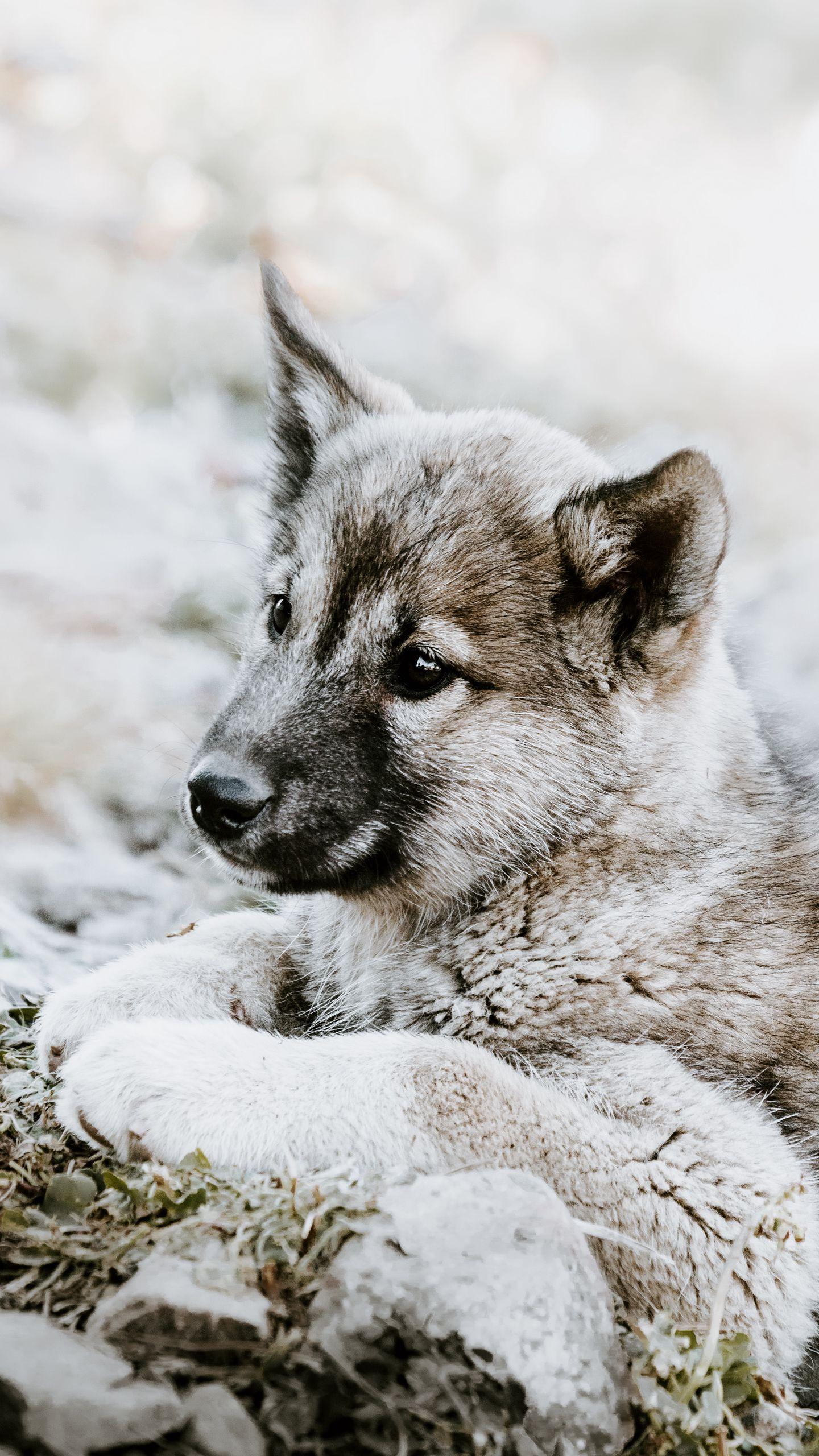 1440x2560 Download wallpaper 1440x2560 czechoslovakian wolfdog, puppy, sadness, lies qhd samsung galaxy s s edge, note, lg g4 HD background