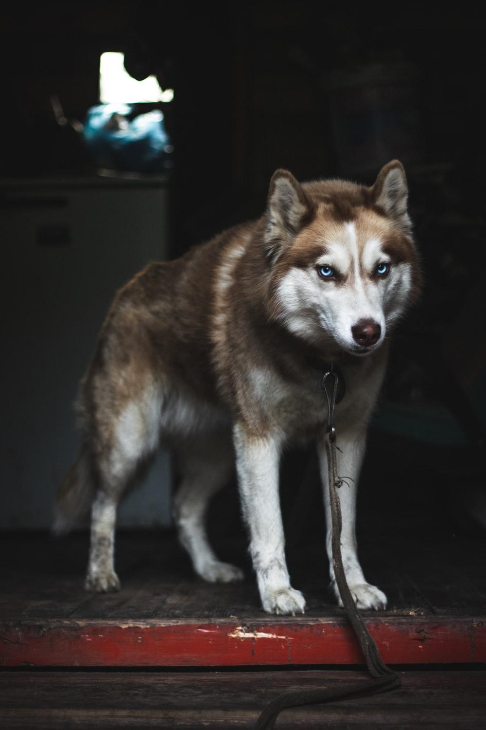 1000x1500 Wolf Dog Picture. Download Free Image
