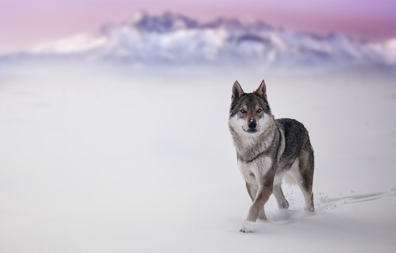 1332x850 Wallpaper winter, snow, wolf, dog image for desktop, section собаки