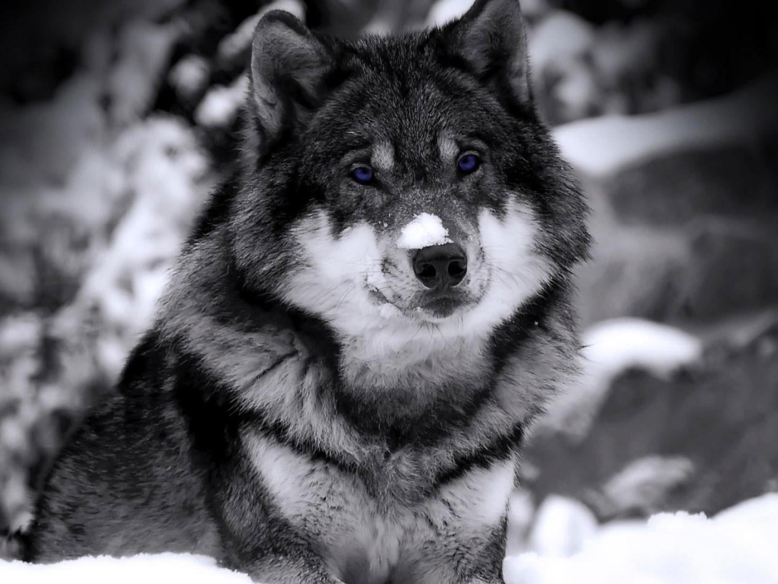 1600x1200 Wallpaper Grayscale Photography Of Wolf, Dog, Animals • Wallpaper For You