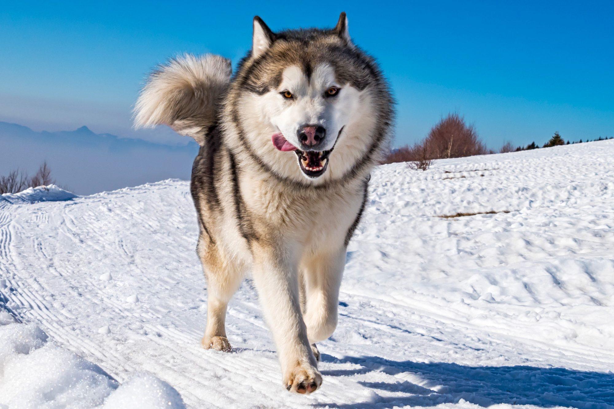 2000x1333 Wolf Dog Breed Doppelgängers Who Will Make You Do A Double Take