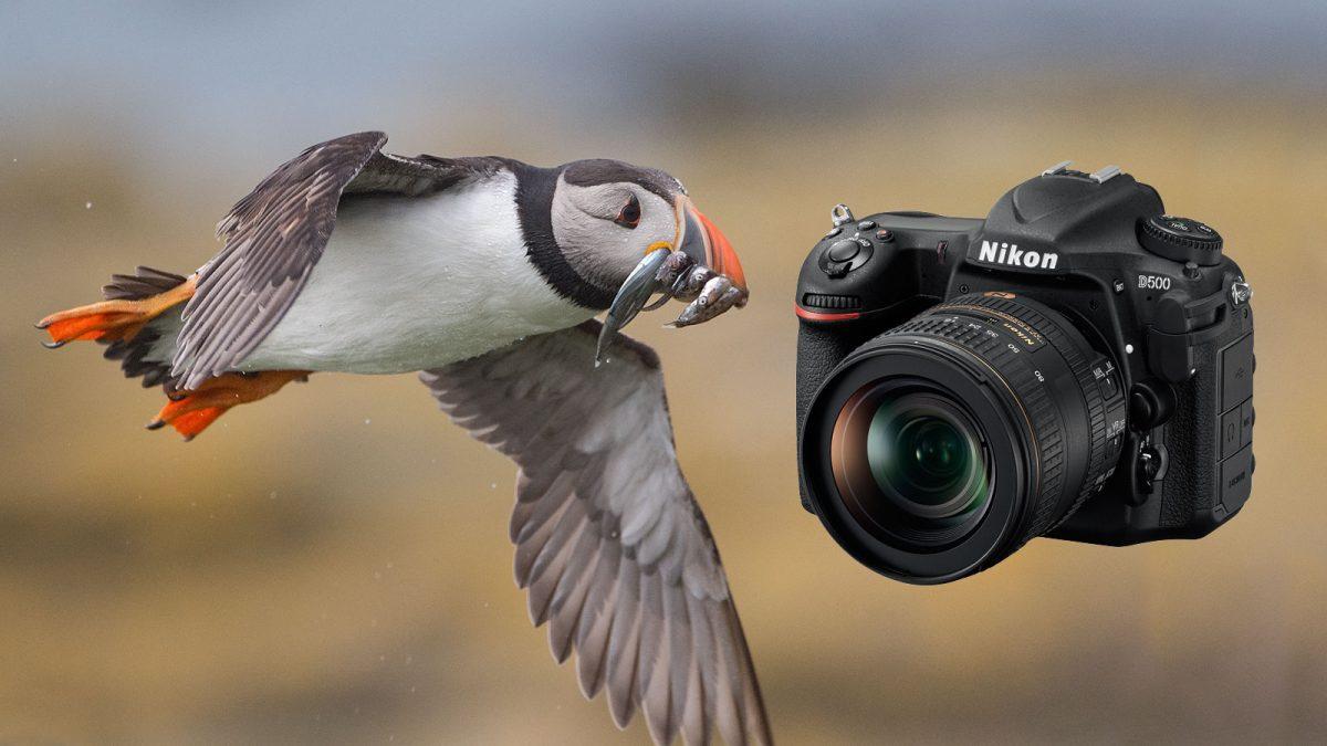 1200x675 Nikon D500 Review: In the Hands of a Wildlife Photographer