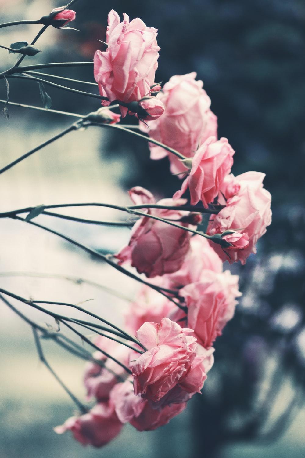 1000x1500 green witch aesthetic best free green, plant, flower and flora photo