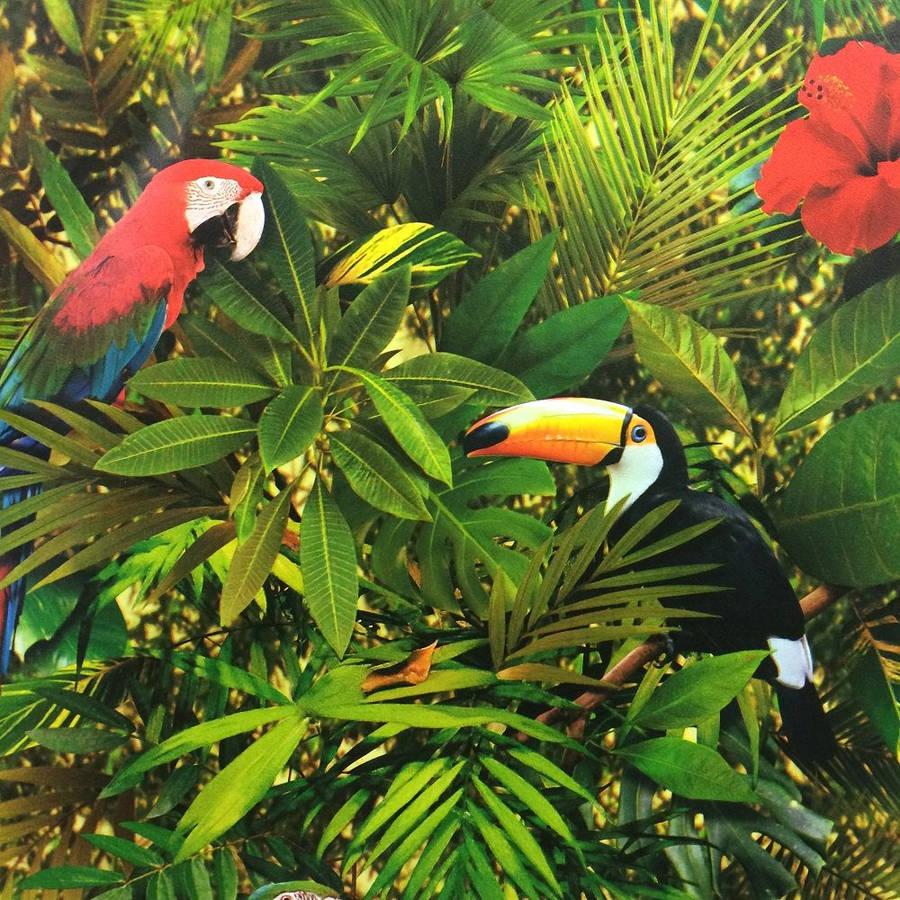 900x900 Download Muriva Tropical Jungle Bird Parrot Wallpaper