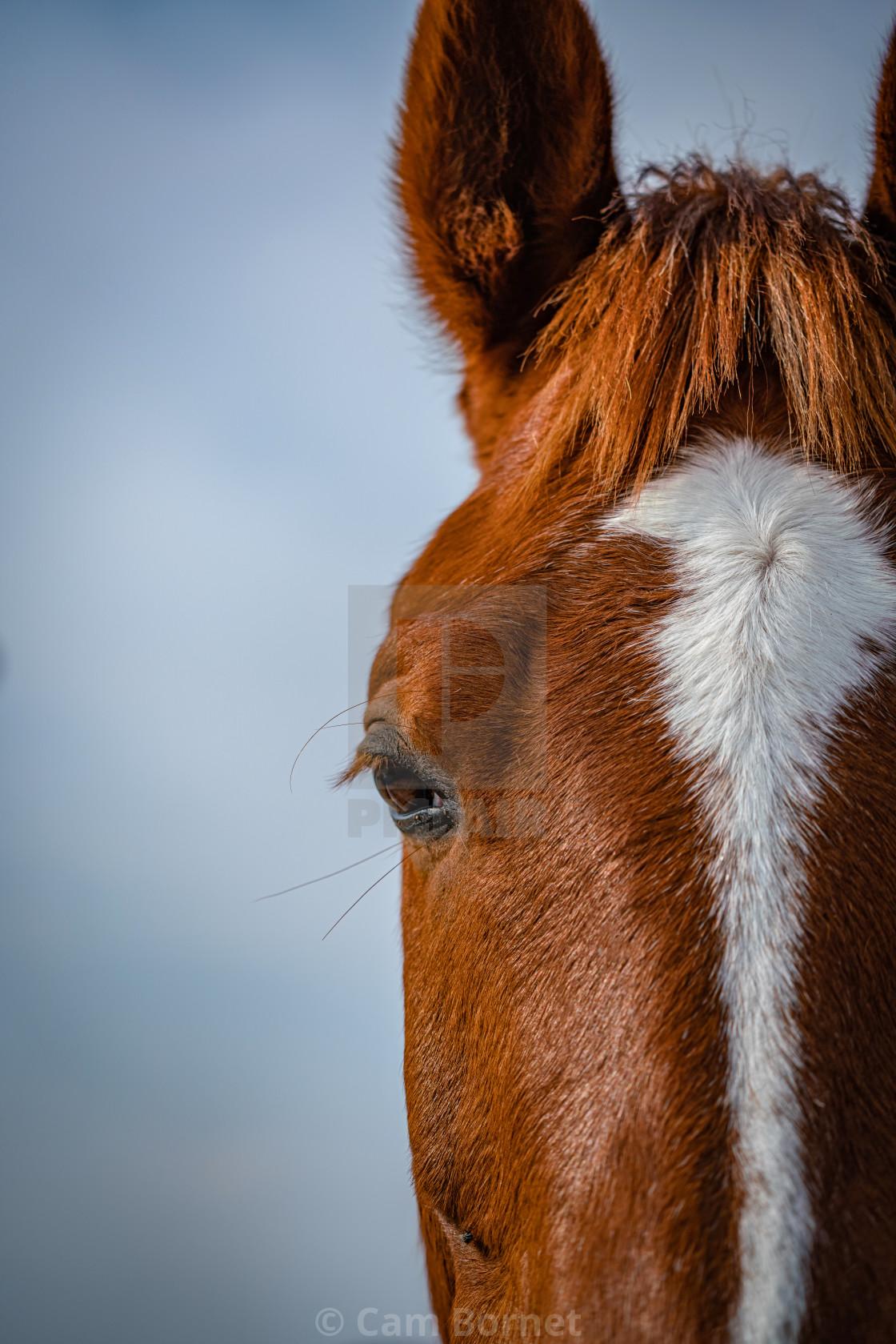 1120x1679 Brown foal with white stripe, iPhone wallpaper crop, download or print for £12.40