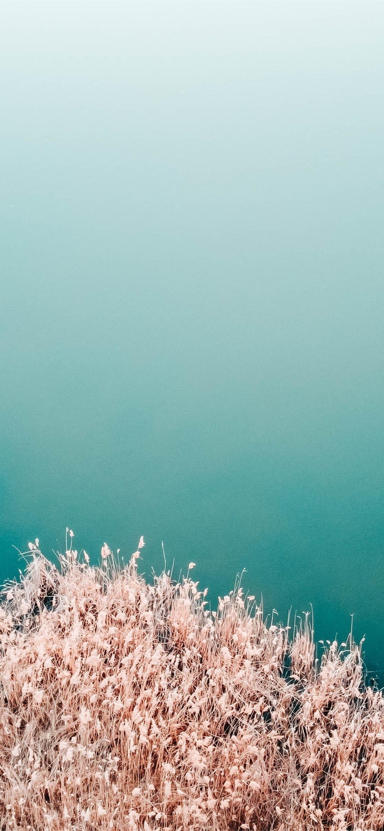 Brown and White iPhone Wallpapers Top Free Brown and White iPhone