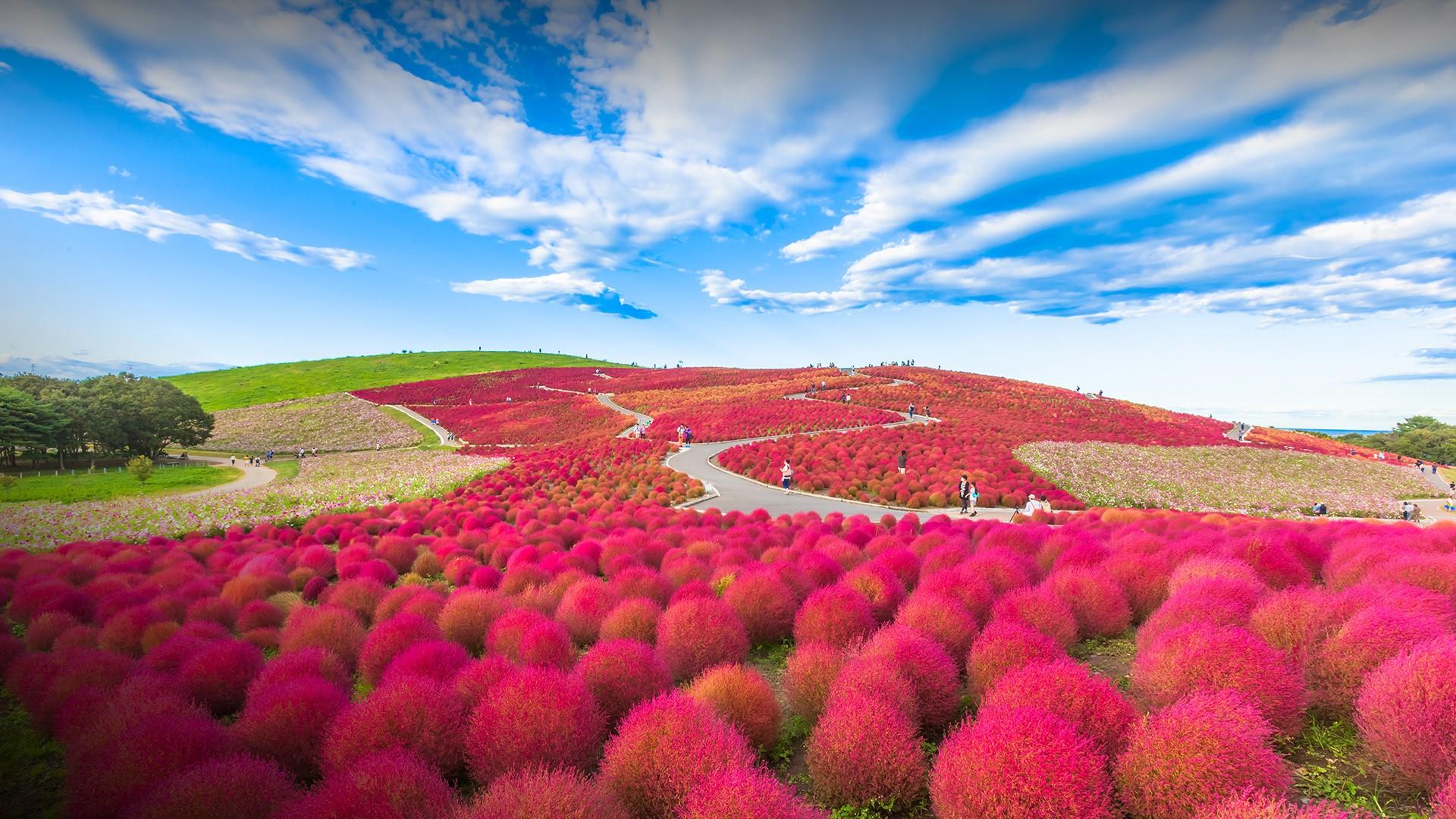 Hitachi Seaside Park Wallpapers Top Free Hitachi Seaside Park