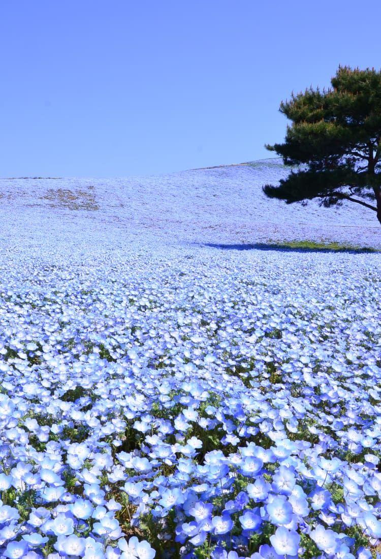 750x1100 Japan Travel Planning. Travel Japan（Japan National Tourism Organization）