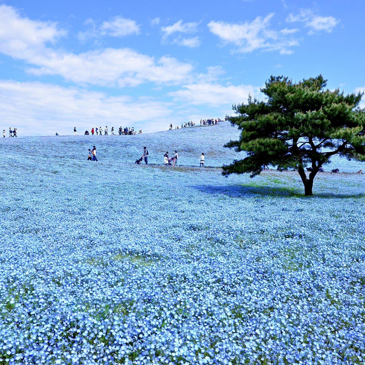 hitachi-seaside-park-wallpapers-top-free-hitachi-seaside-park