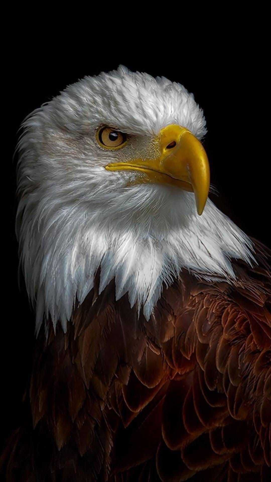1080x1920 Eagle Wallpaper