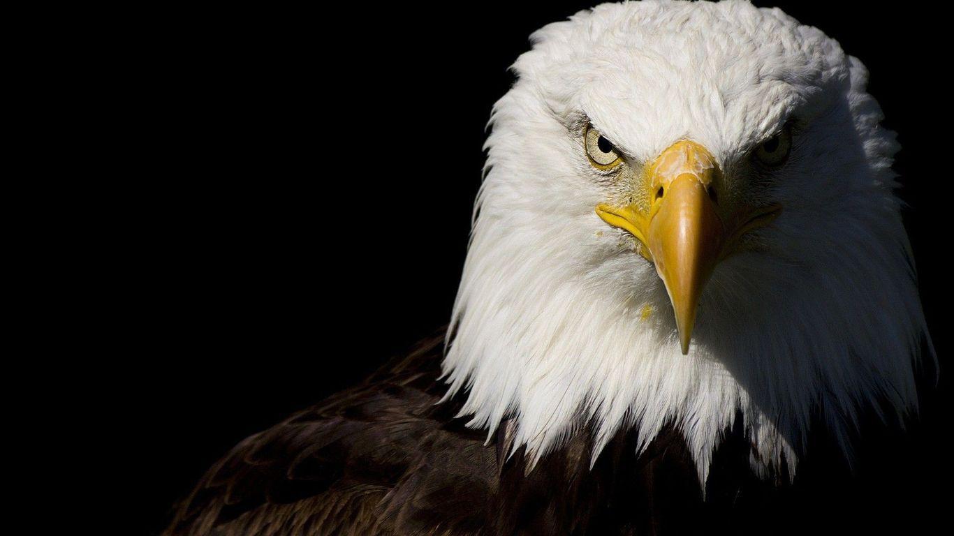 1366x768 Download Eagle Background Is Cool Wallpaper