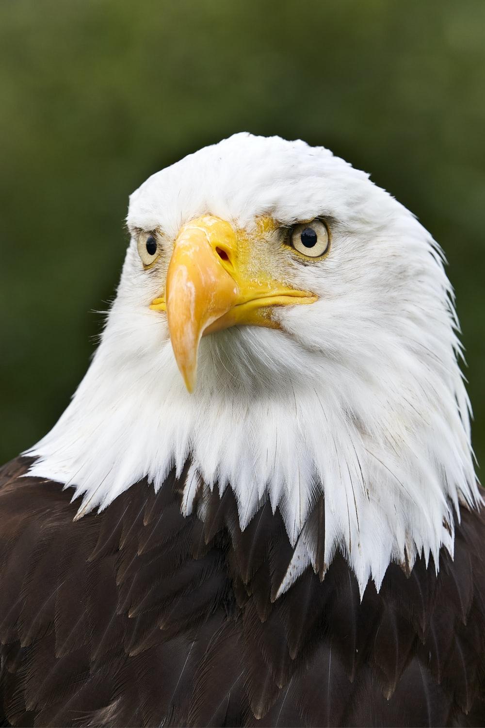 1000x1500 Eagle Wallpaper: Free HD Download [HQ]