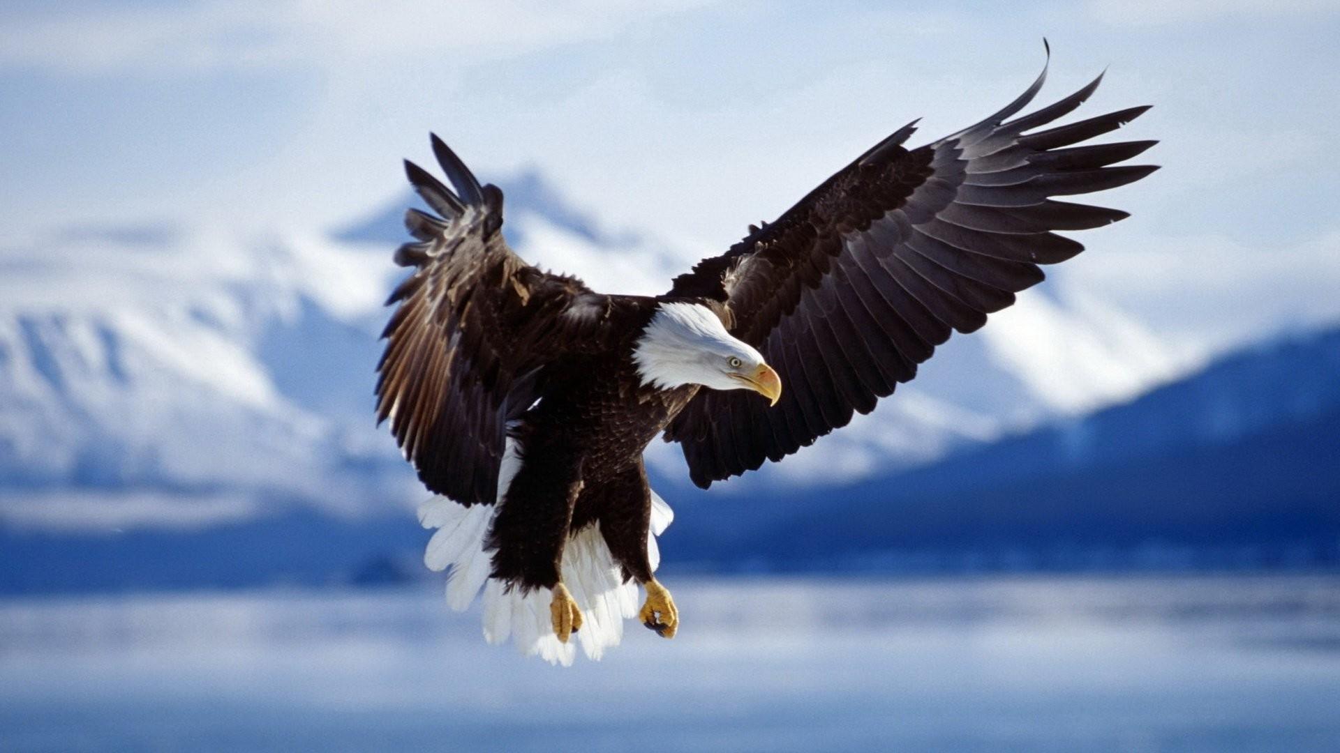 1920x1080 Eagle Wallpaper