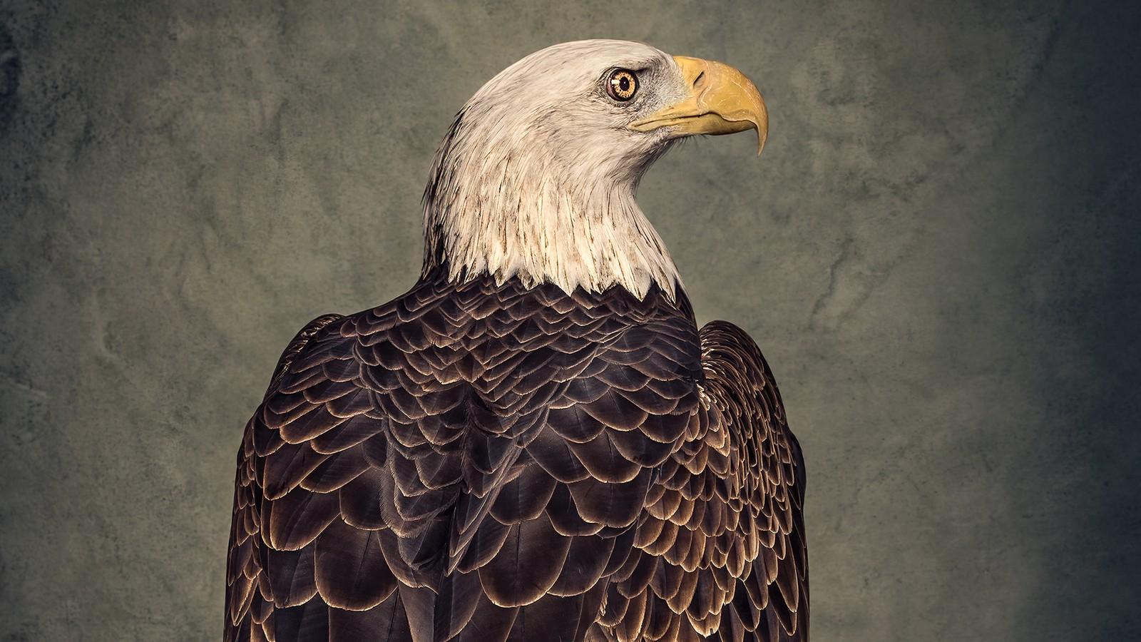 1600x900 The Strange History Of America's Bald Eagle Obsession