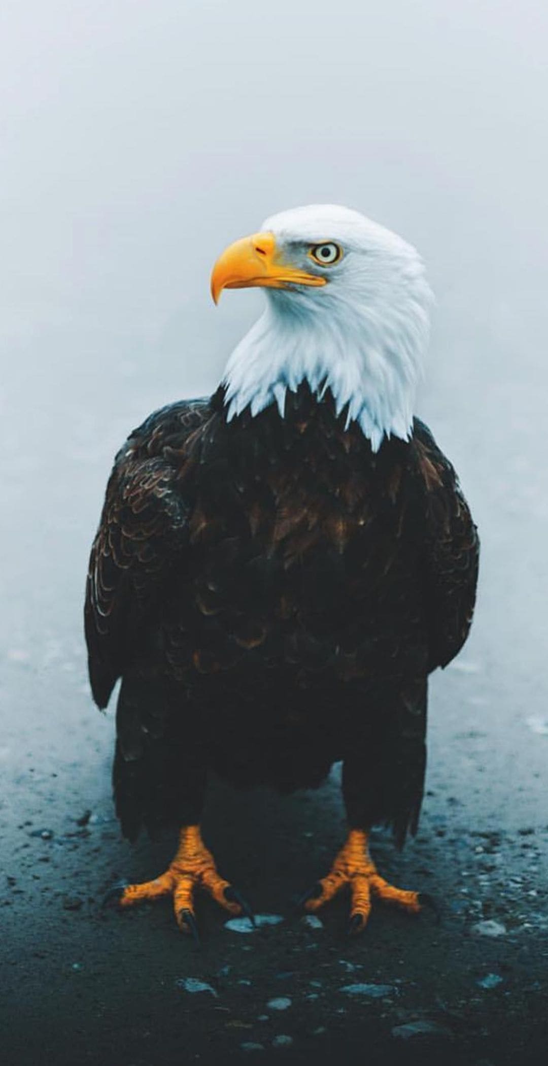 1080x2100 Eagle Wallpaper