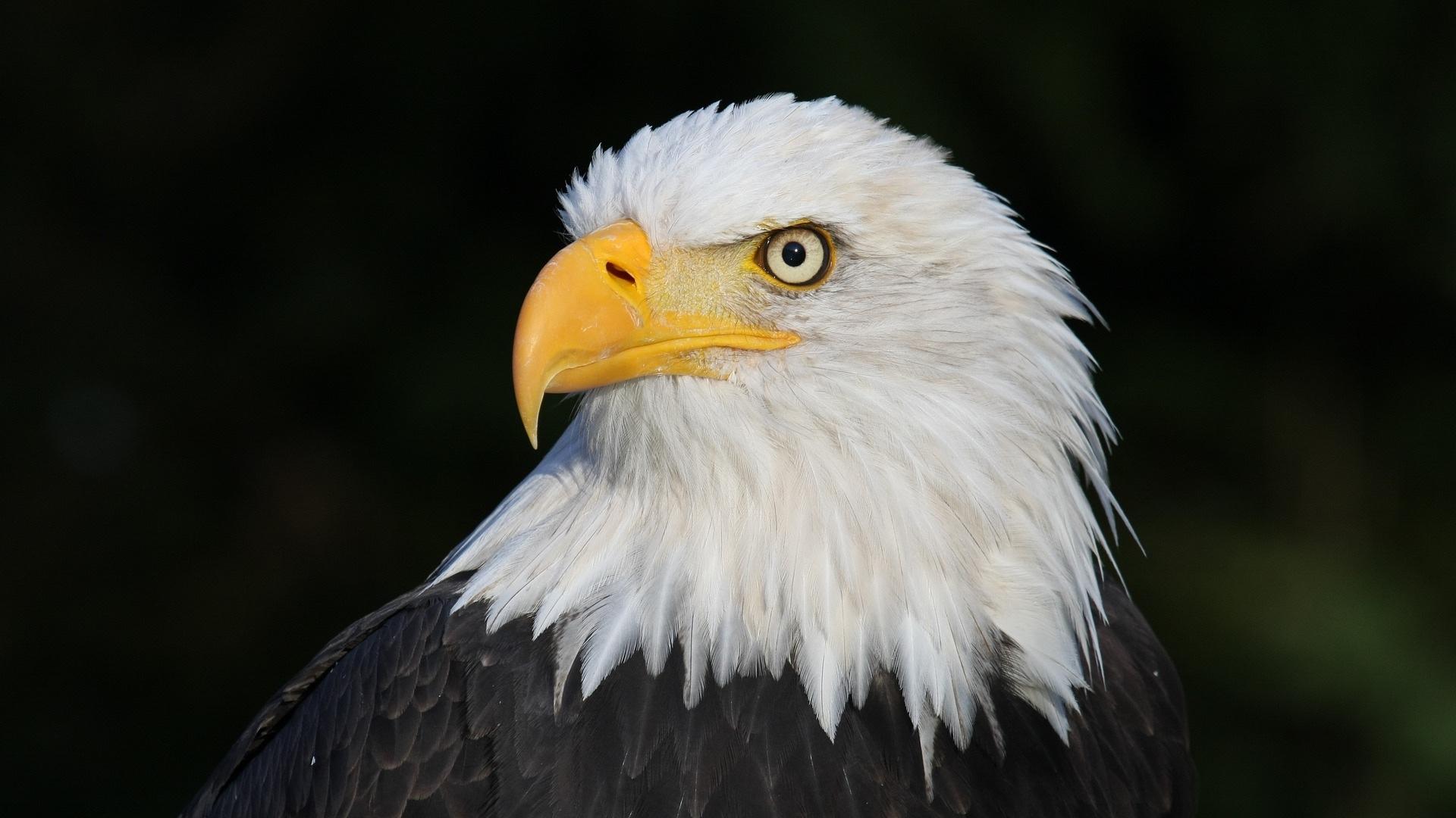 1920x1080 The Eagles Have Landed. Here's Where To See Them Near Chicago