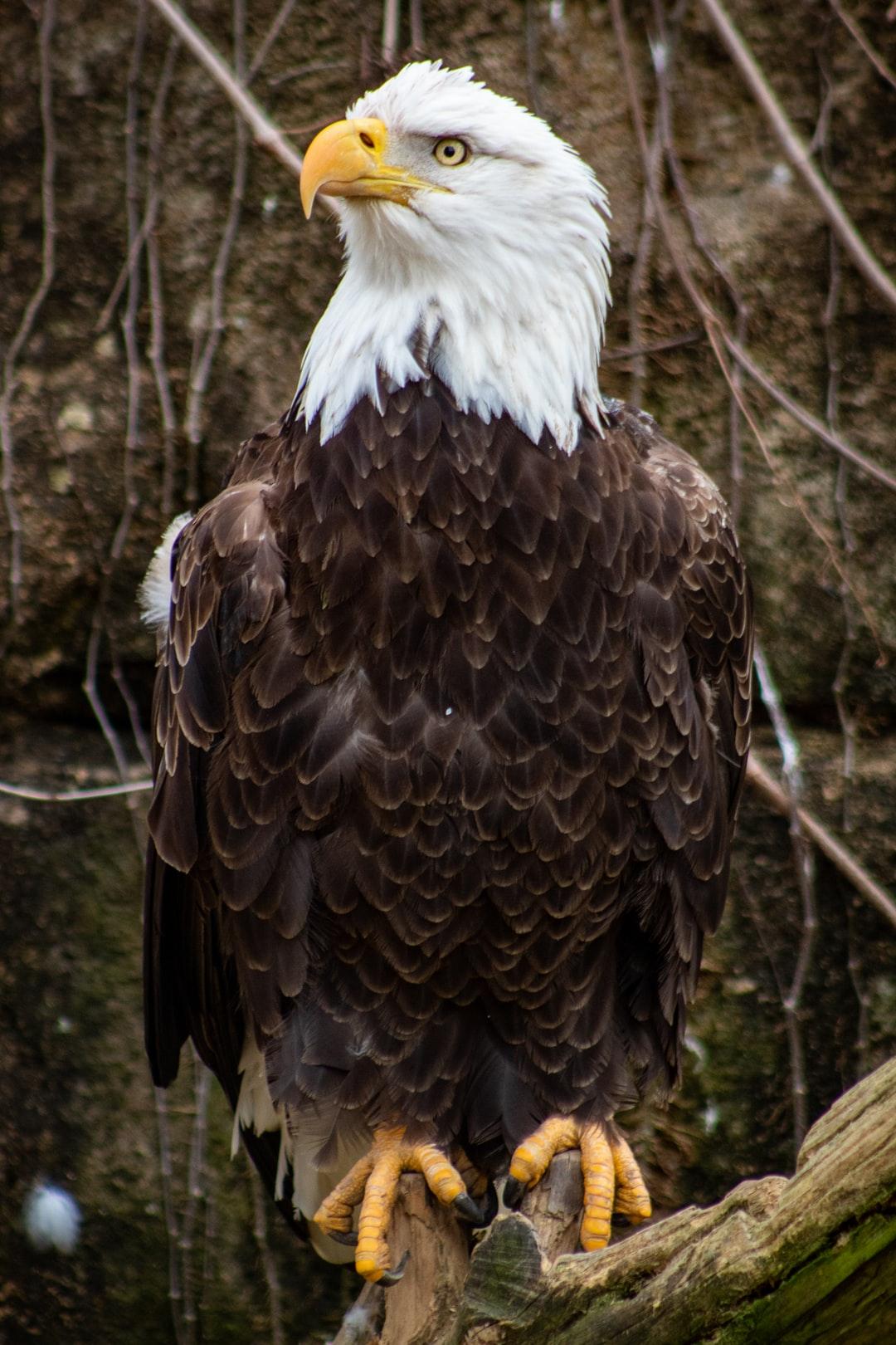 1080x1620 Eagle Picture. Download Free Image
