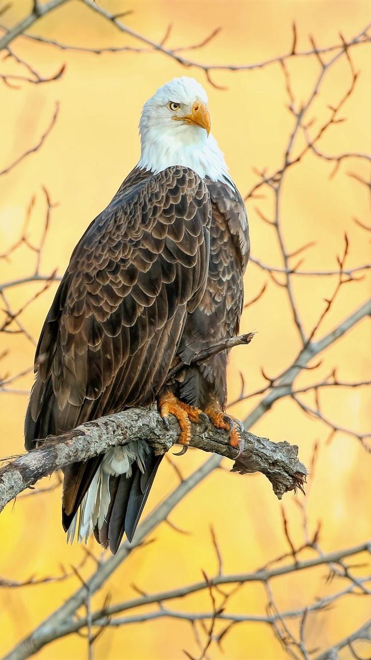 750x1334 Eagle Tree Wallpaper