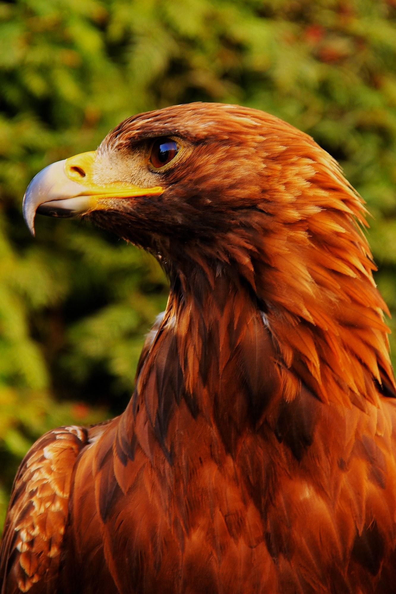 Golden Eagle HD Wallpapers Top Free Golden Eagle HD Backgrounds WallpaperAccess