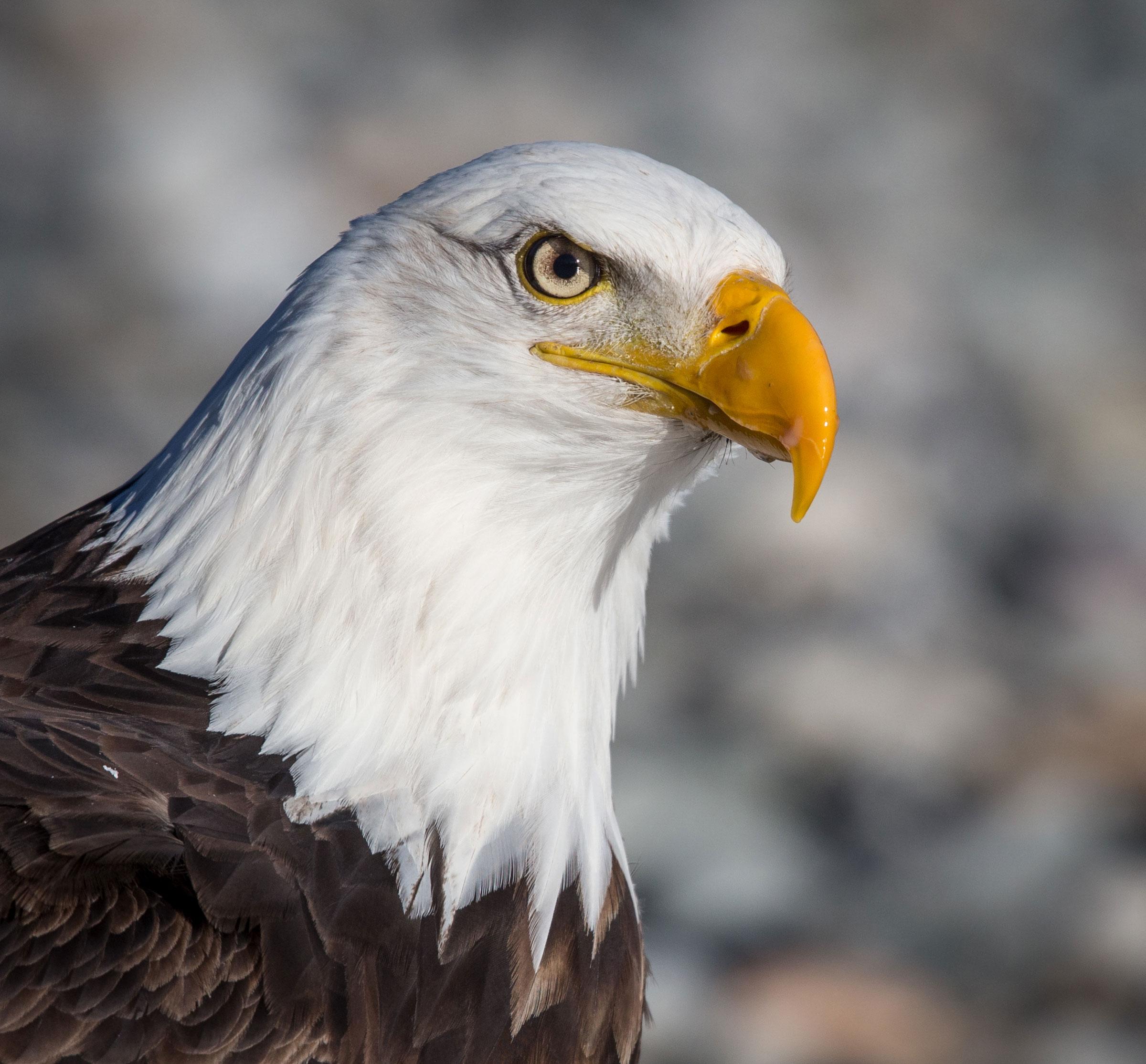 2400x2229 Six Tips for Photographing Bald Eagles