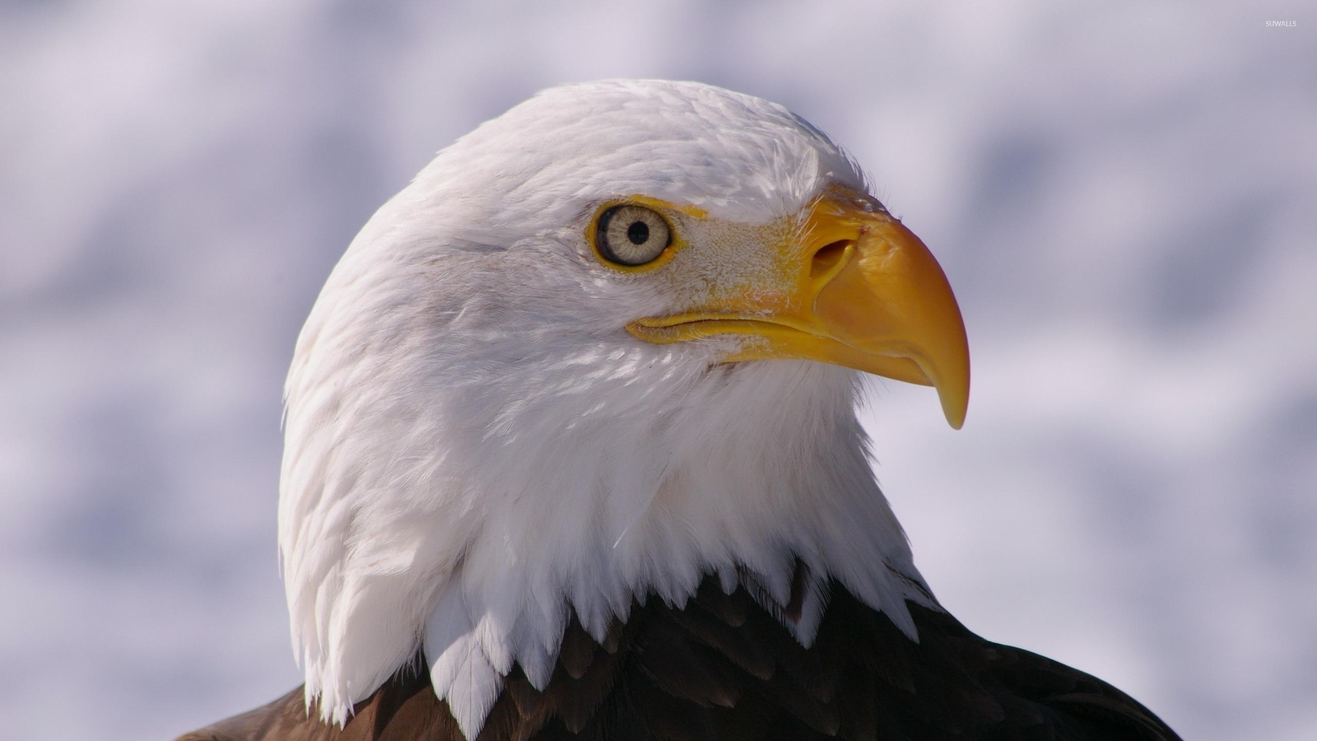 2560x1440 Bald Eagle Close Up From A Side Wallpaper Wallpaper