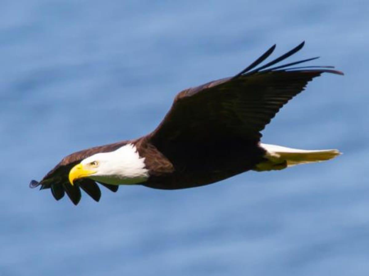 1200x900 Tribal Eagle Aviaries in the Southwest Reflect the Spirit of the Ages Country Today