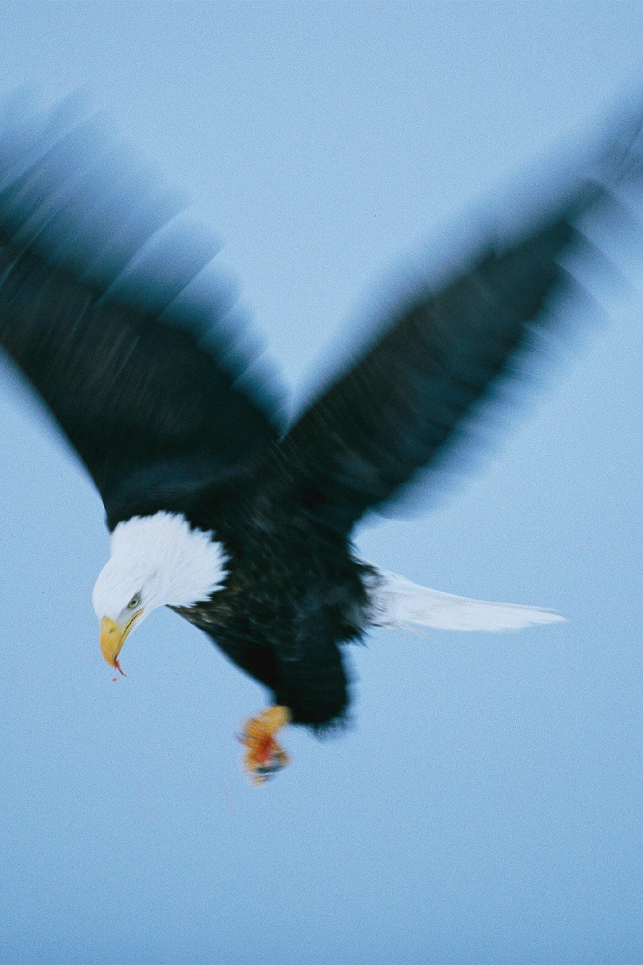 2049x3072 Endangered No Longer: Our Favorite Picture of Bald Eagles