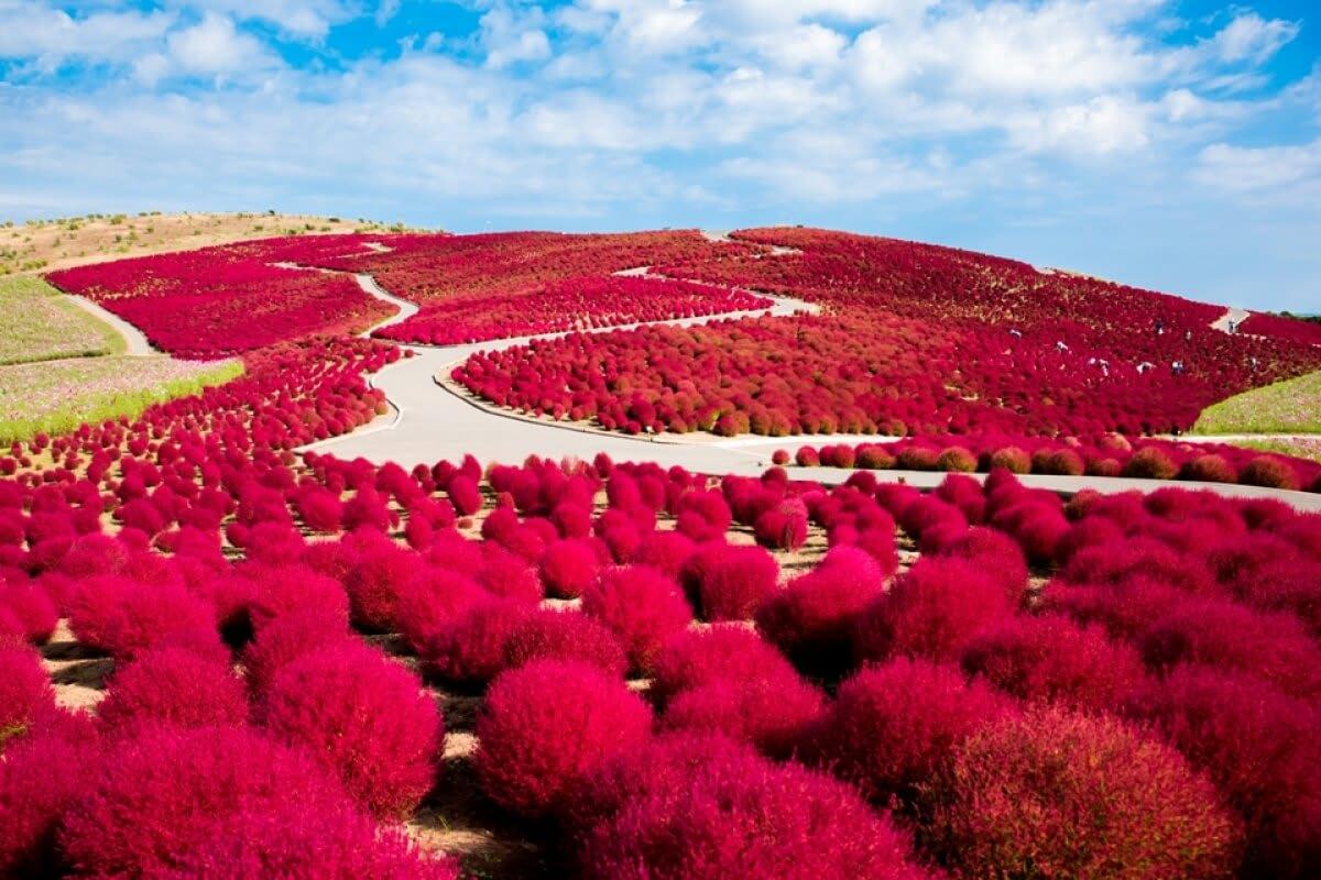 1200x800 Hitachi Seaside Park: Autumn
