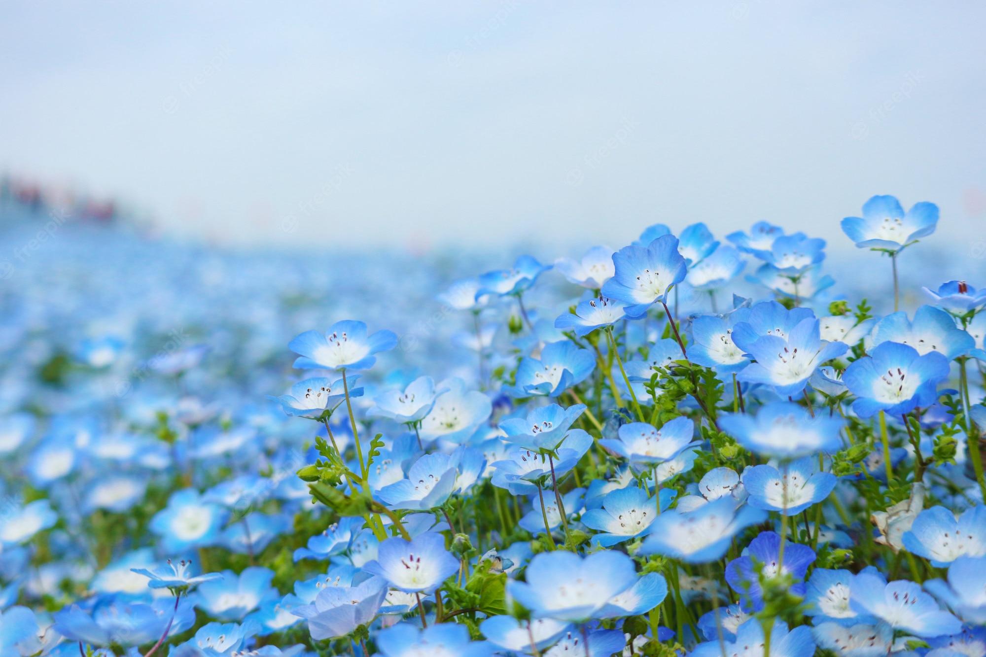 2000x1333 Premium Photo. Blue nemophila flowers land at hitachi seaside park on spring season